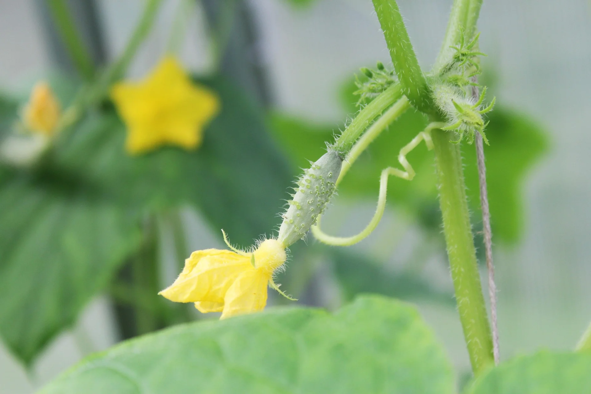Gherkin flower on the vine — AthiTerra sustainable farming